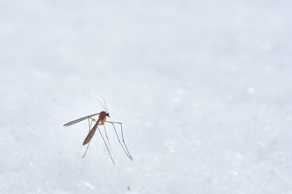 mosquito blog